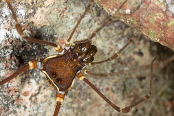 Media type: image; Invertebrate Zoology 144012